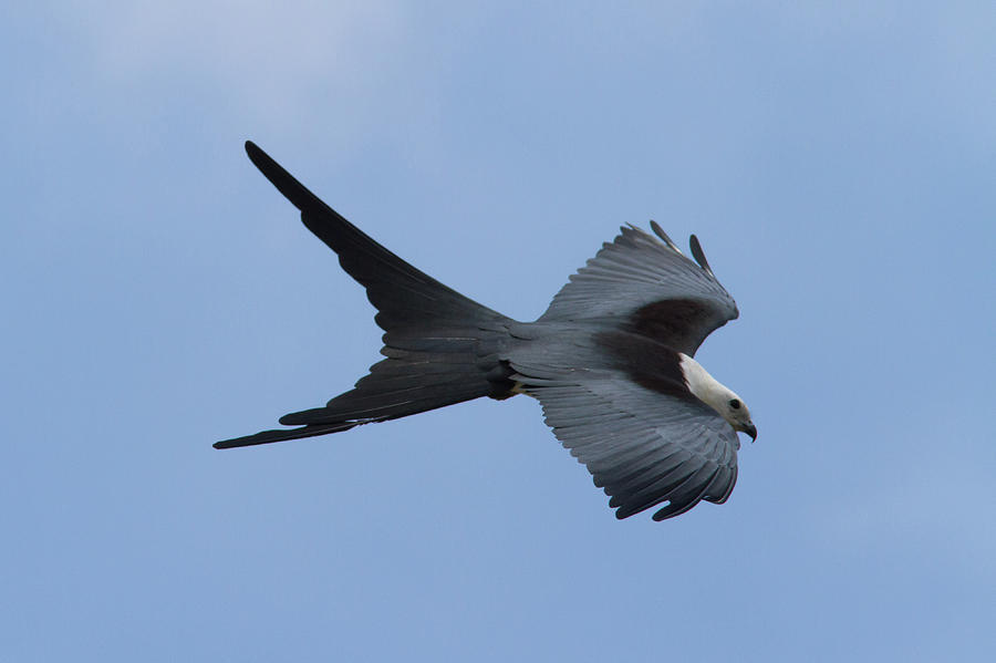 Swallow-tailed Kite #1 Photograph by Paul Rebmann