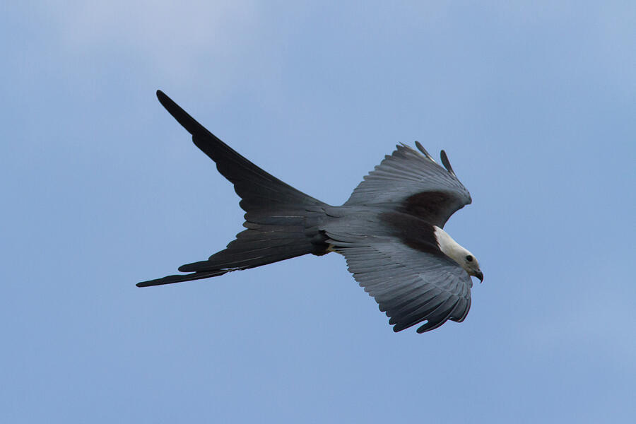 Swallow-tailed Kite #1 Photograph