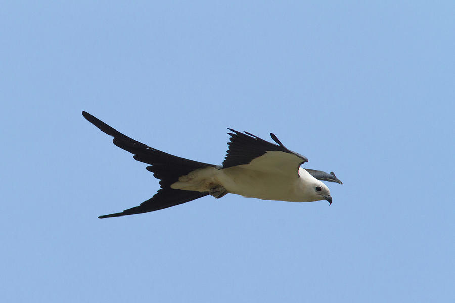 Swallow-tailed Kite #2 Photograph by Paul Rebmann