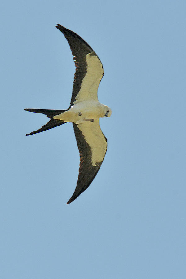 Swallow-tailed Kite Photograph by Alan Lenk