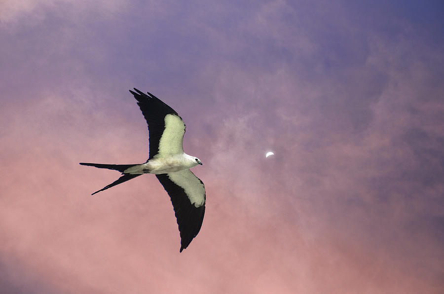 Swallow Tailed Kite Photograph by Dick Hudson