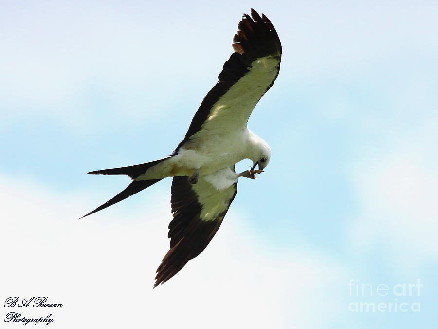 Swallow-tailed Kite eating Photograph by Barbara Bowen