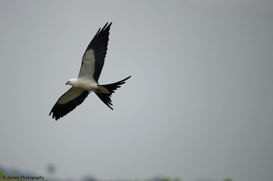 Swallow-tailed Kite Photograph by James Petersen