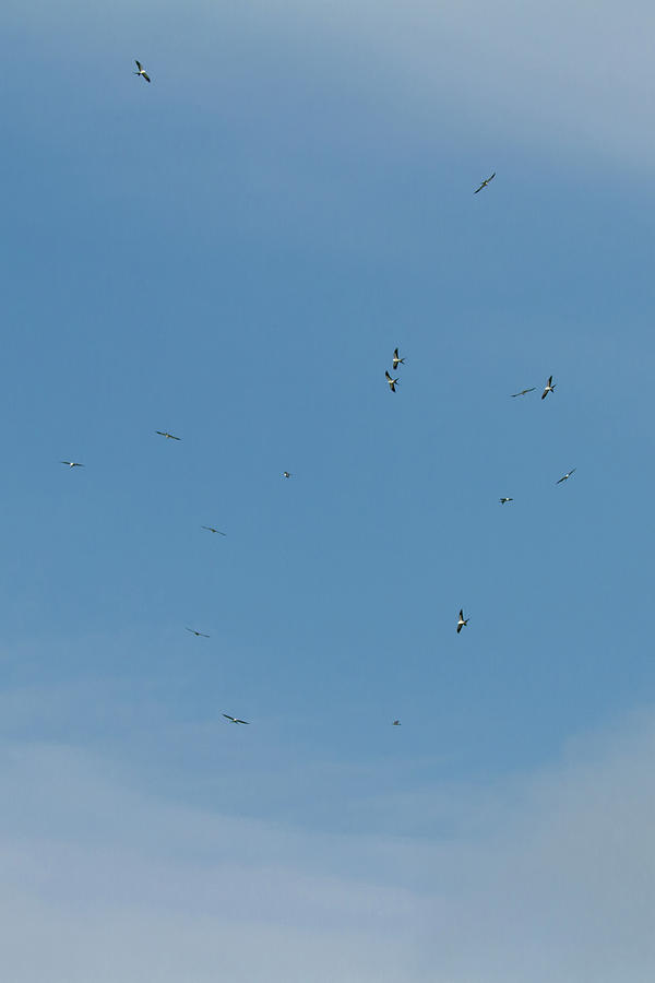 Swallow-tailed Kite Kettle Photograph