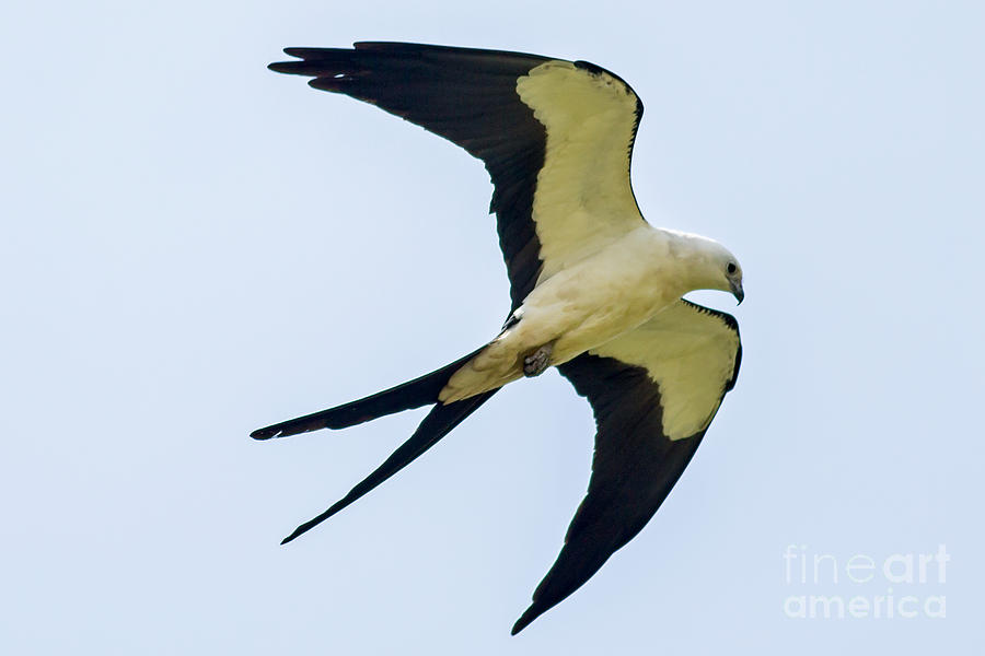 Swallow Tailed Kite over Florida Photograph by Natural Focal Point Photography