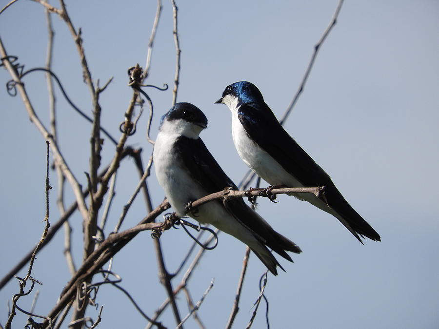 Swallow Talk Photograph by Janice Adomeit