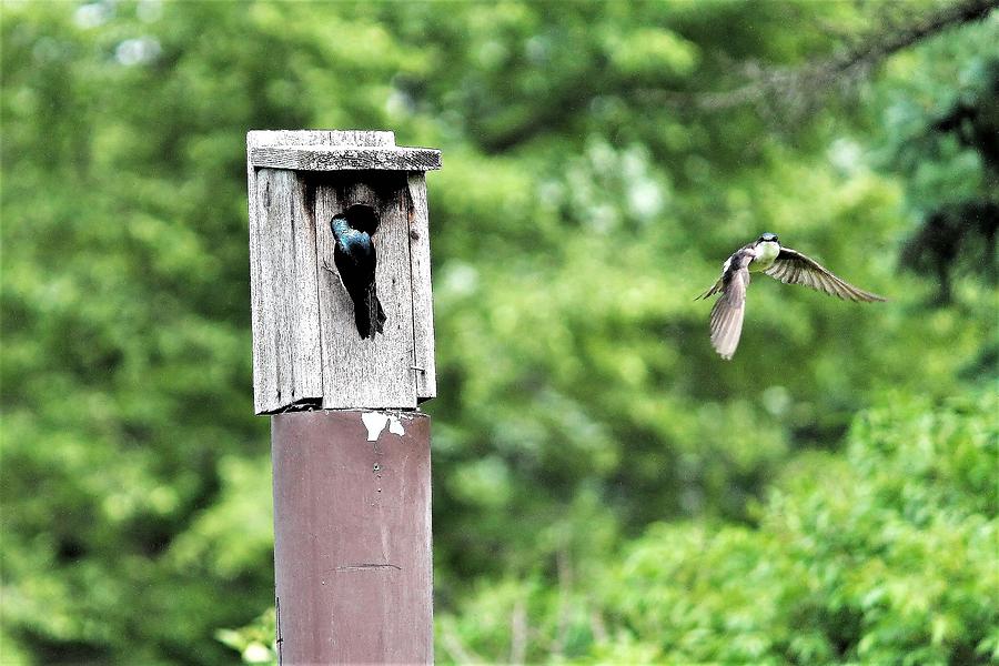 Swallows Roost Photograph