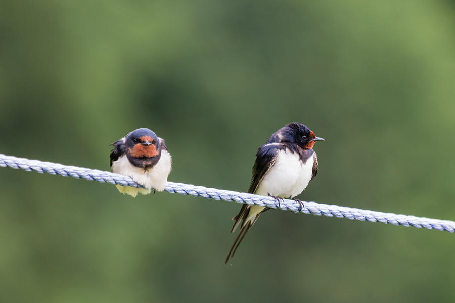 Swallows Photograph by Wendy Cooper