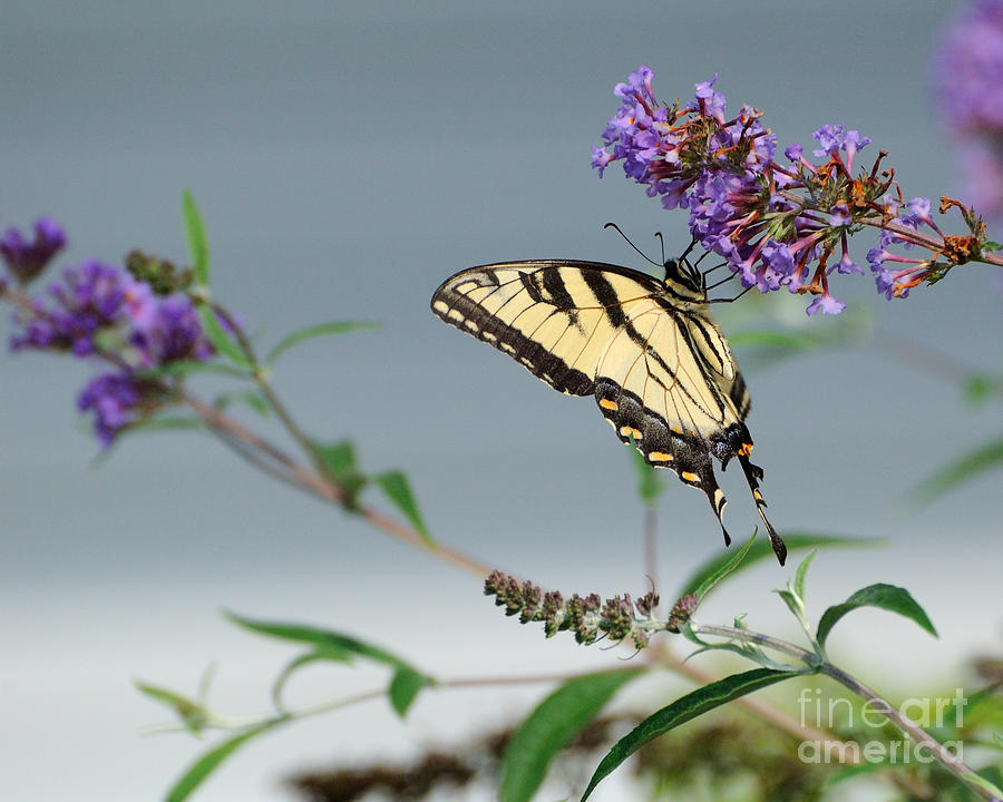 Butterfly Photograph - Swallowtail 1 by Edward Sobuta