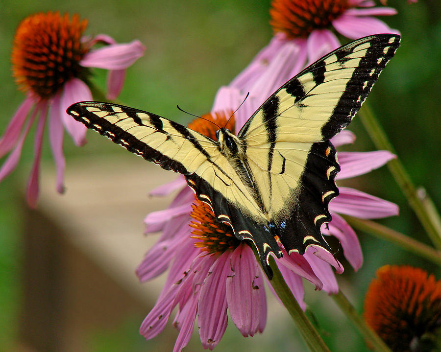 Swallowtail 1 TN Photograph by Diana Douglass