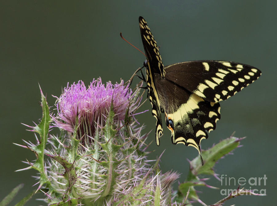 Butterfly Photograph - Swallowtail A8793 by Stephen Parker