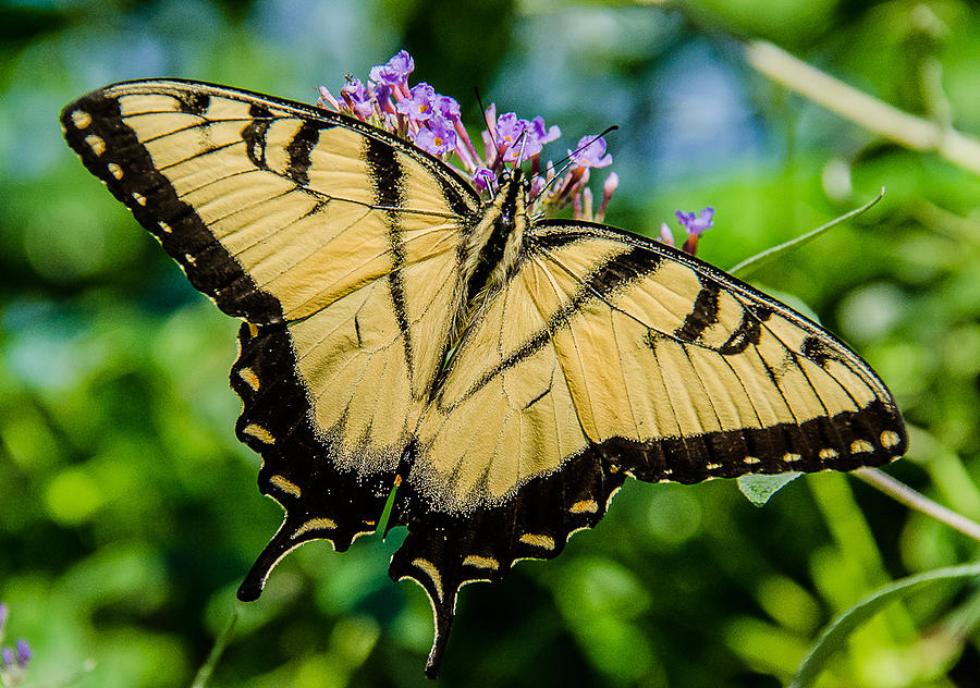 Swallowtail Photograph By Alice Denney - Fine Art America