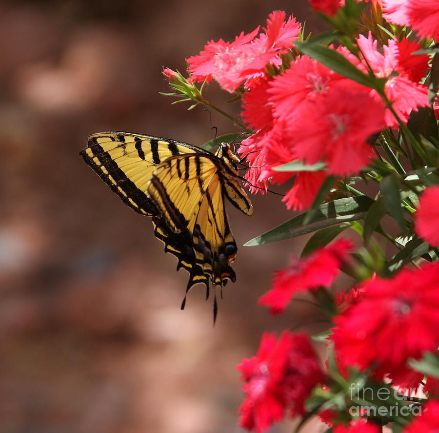 Swallowtail among red Photograph by Ruth Jolly