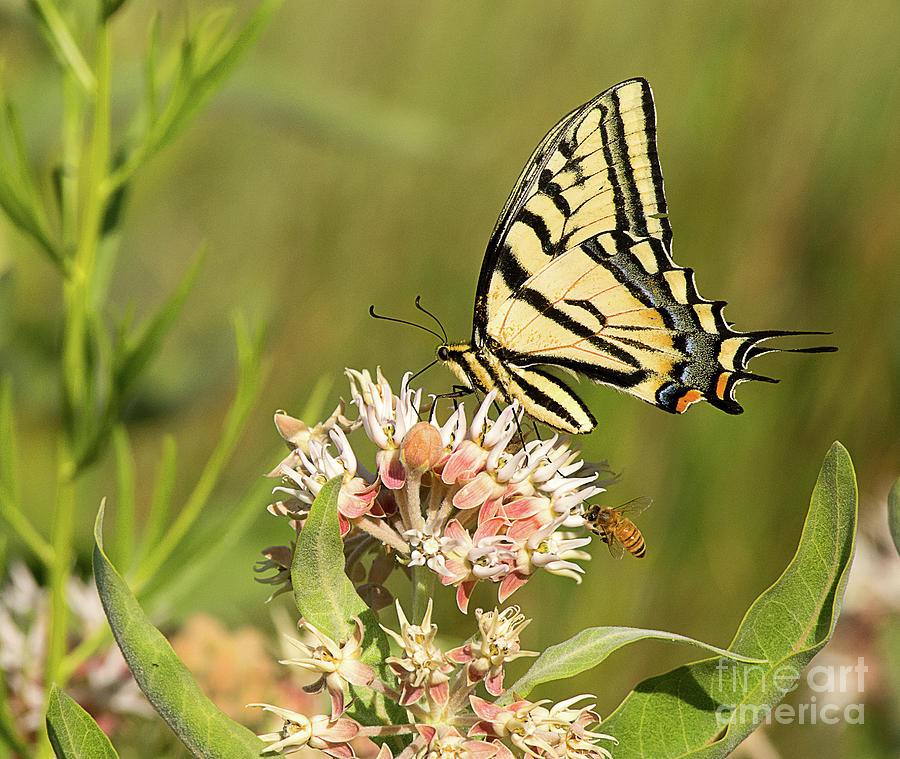 Swallowtail and Bee Feeding Photograph by Dennis Hammer