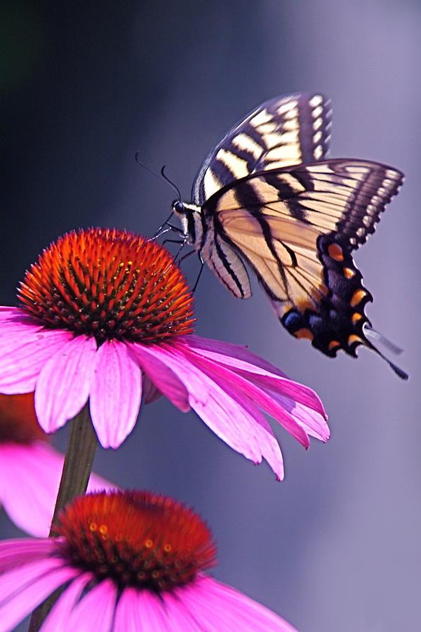 Tiger Photograph - Swallowtail and Coneflower by Byron Varvarigos