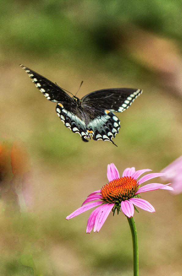 Swallowtail and Flower Photograph by Constantine Gregory