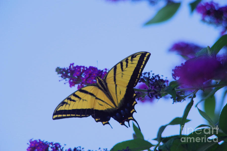 Swallowtail And Flowers Photograph