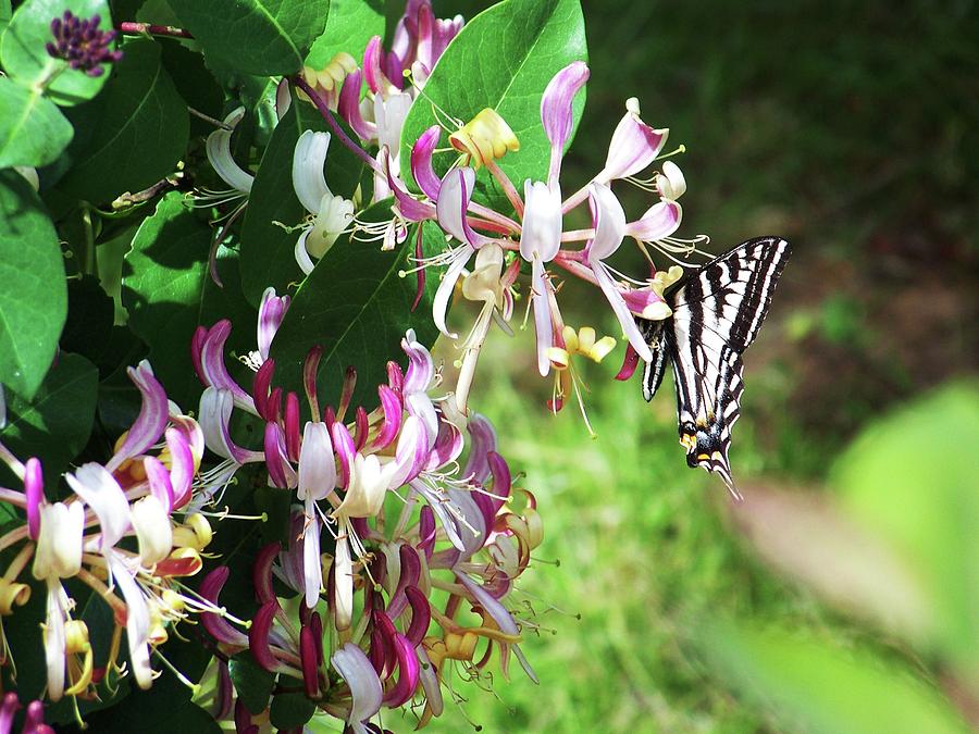 Swallowtail and Honeysuckle Photograph by Julie Rauscher