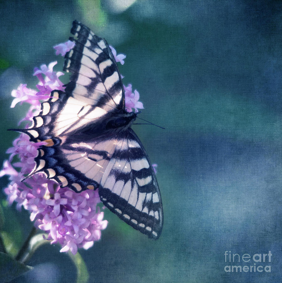 Butterfly Photograph - Swallowtail and Lilac by Priska Wettstein