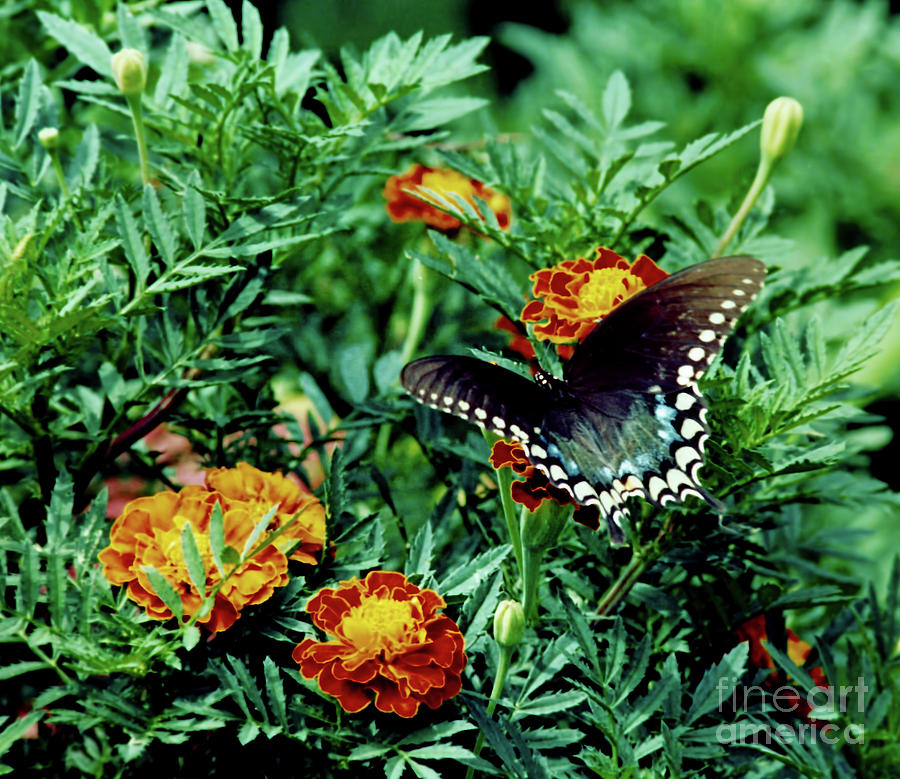 Swallowtail and Marigolds Photograph by D Hackett