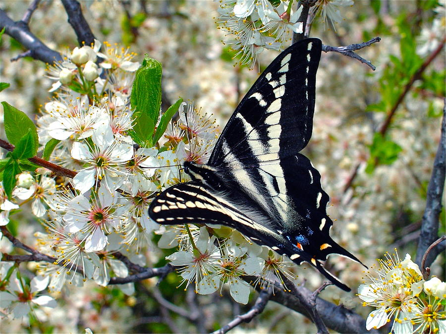 Butterfly Photograph - Swallowtail and Plum Blossoms by Karon Melillo DeVega