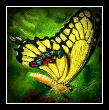 Swallowtail Sold Pastel by Antonia Citrino