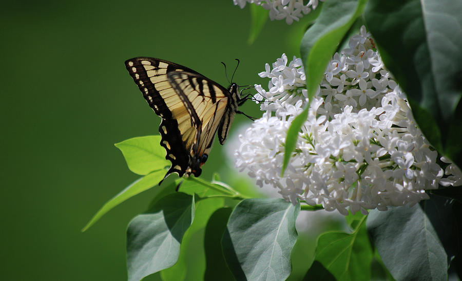 Swallowtail Beauty Photograph by Lori Tambakis