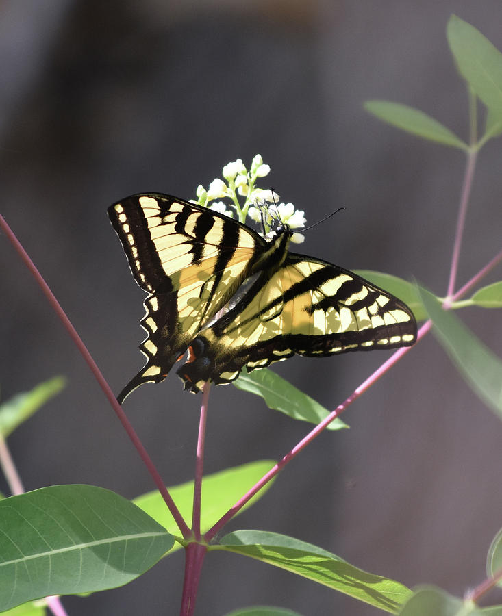 Swallowtail Photograph by Ben Foster