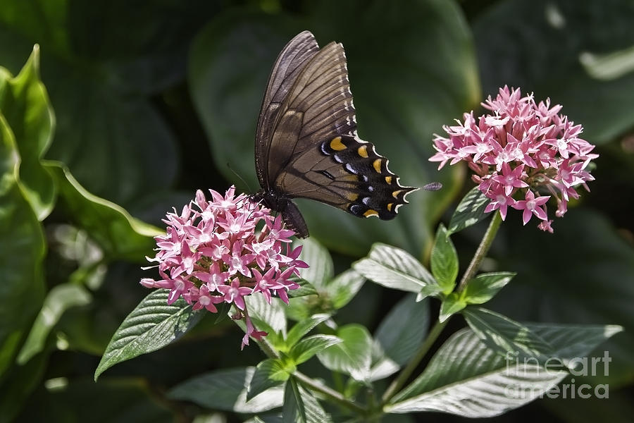 Eastern Swallowtail Butterfly Photograph - Swallowtail Buterfly by Sven Brogren