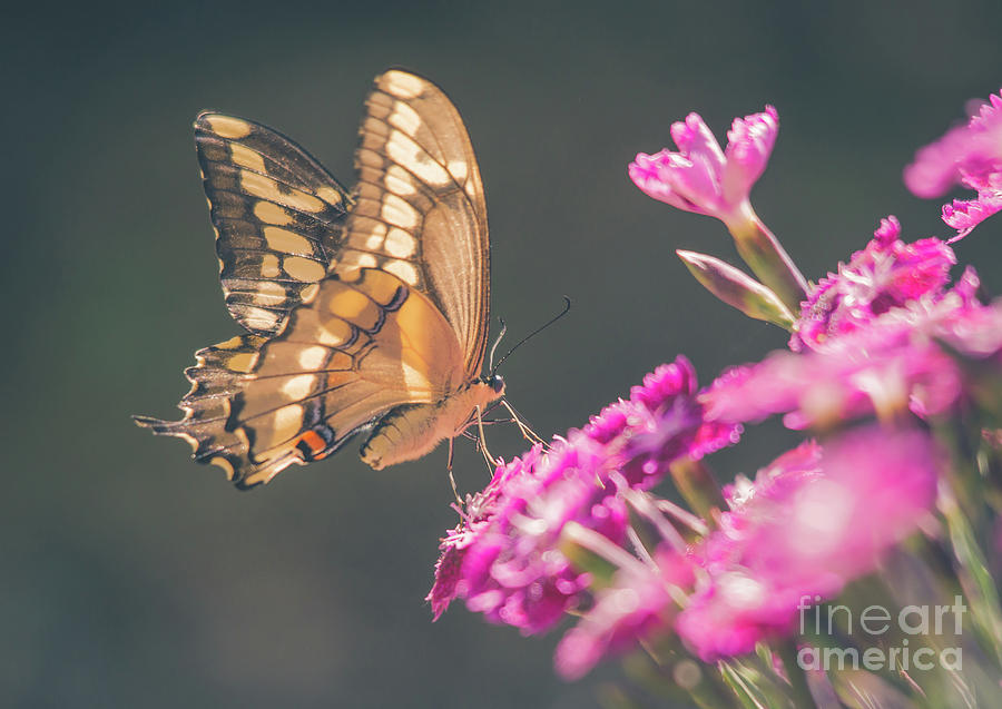 Swallowtail Butter Fly On Dianthus Photograph by Cheryl Baxter