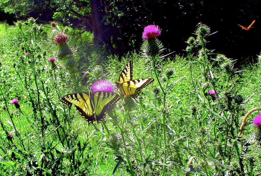 Swallowtail Butterflies And Company by Patricia Keller Swallowtail Butterflies And Company by Patricia Keller
