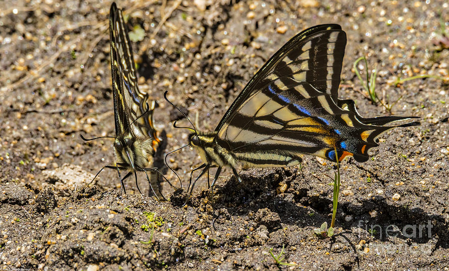 Swallowtail Butterflies Photograph by Mitch Shindelbower