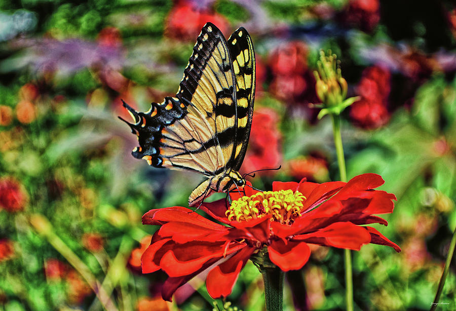 Swallowtail Butterfly 015 Photograph by George Bostian