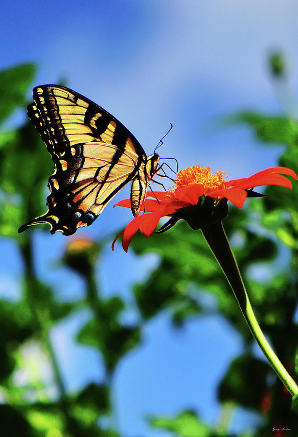 Swallowtail Butterfly 019 Photograph by George Bostian