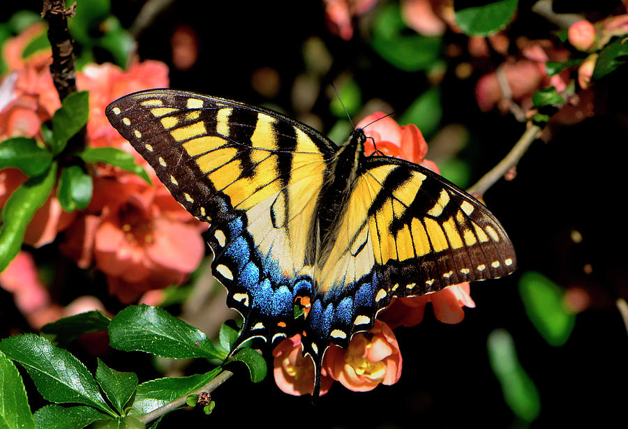 Swallowtail Butterfly 026 Photograph by George Bostian