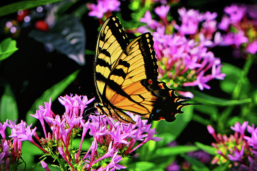 Swallowtail Butterfly 030 Photograph by George Bostian