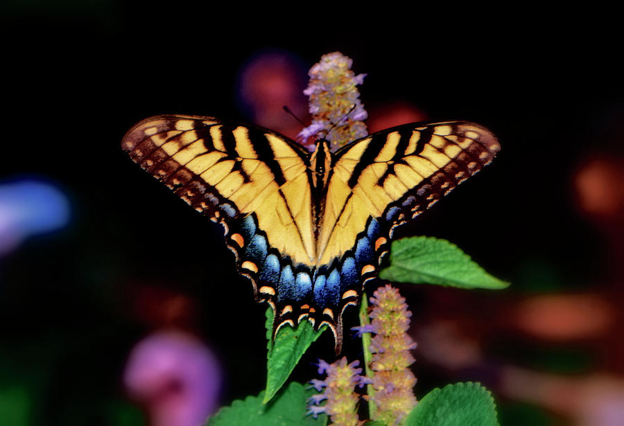Swallowtail Butterfly 057 Photograph by George Bostian