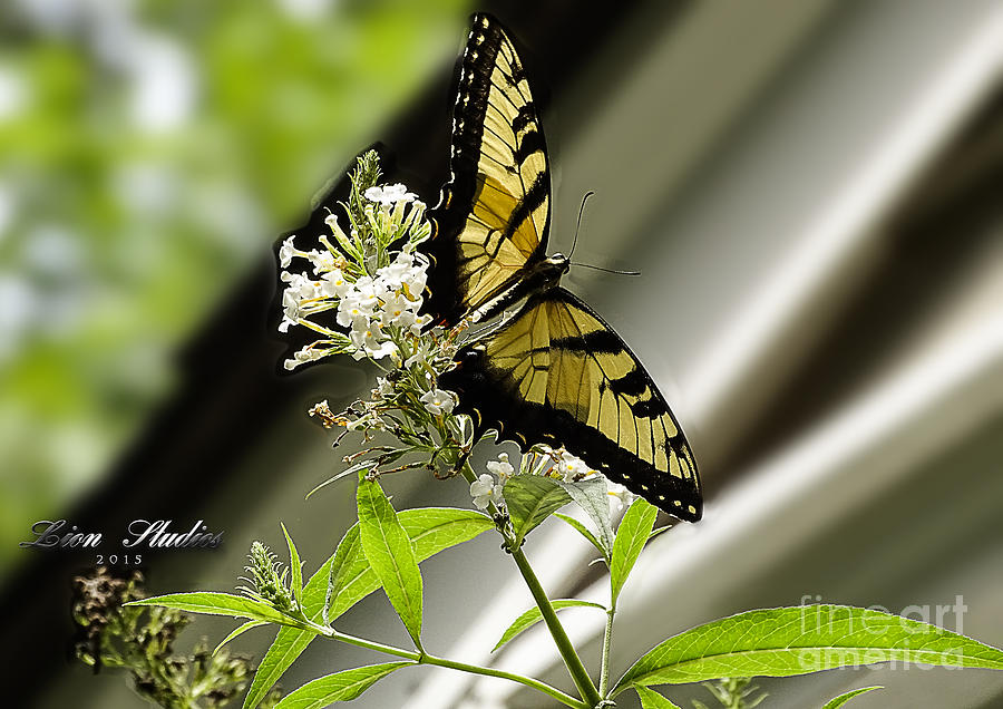 Swallowtail Butterfly 1 Photograph by Melissa Messick