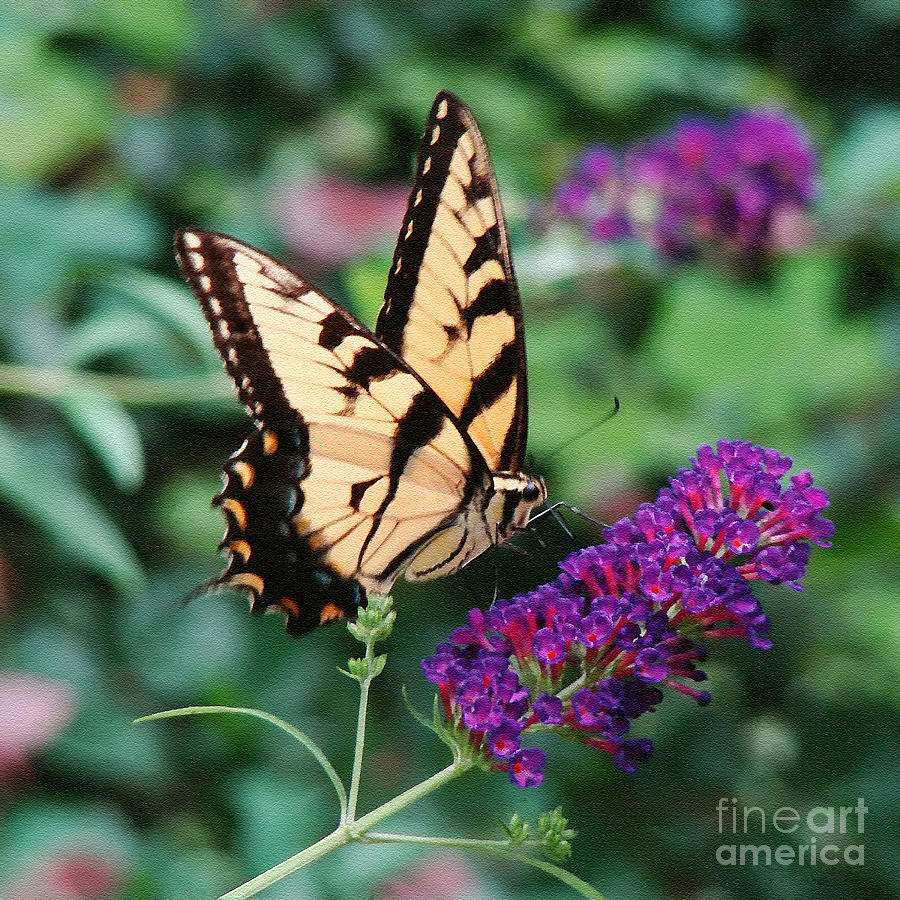 Butterfly Photograph - Swallowtail Butterfly 1 by Sue Melvin