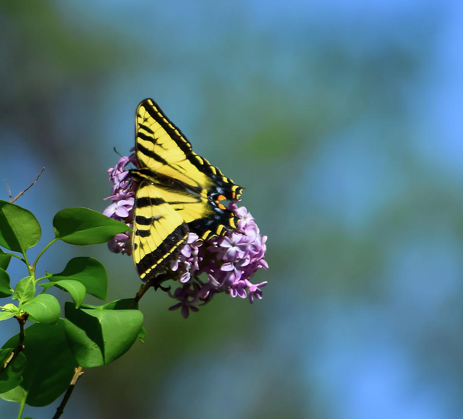 Swallowtail Butterfly 2 Photograph