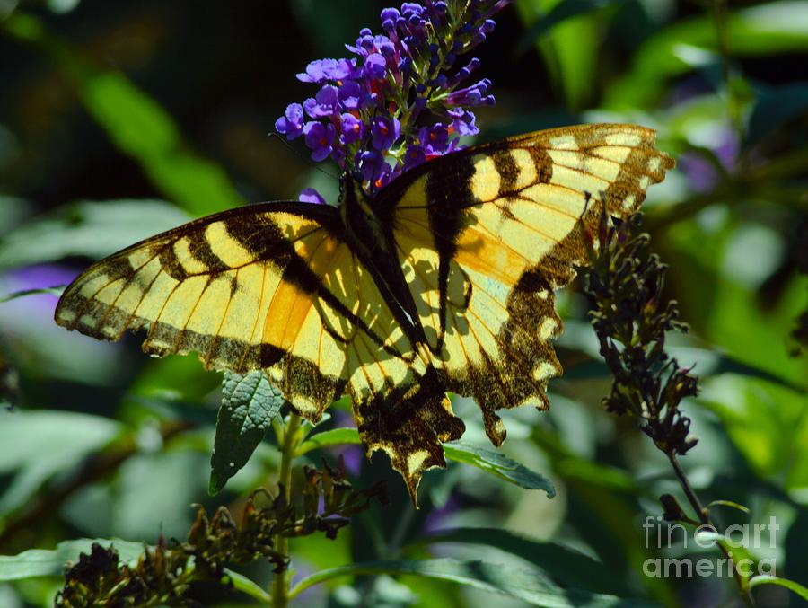 Butterfly Photograph - Swallowtail Butterfly #2 by Robyn King