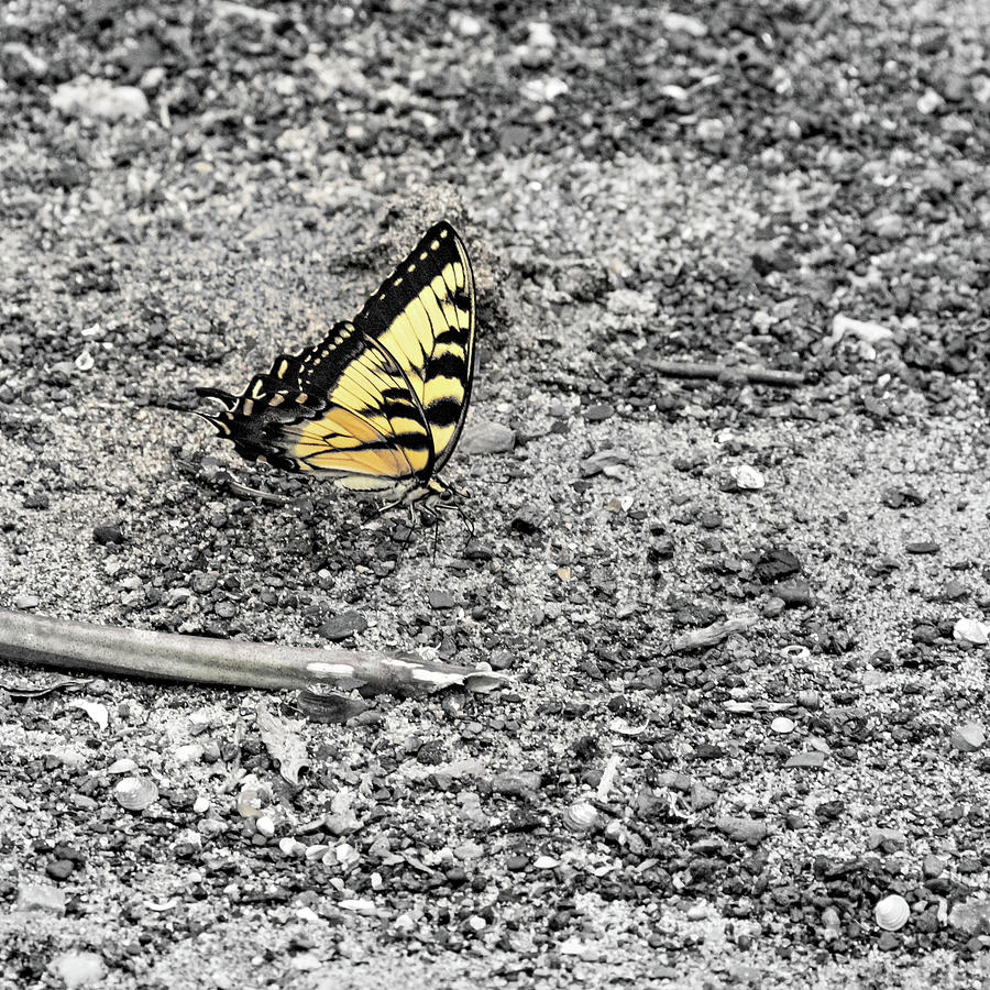 Swallowtail Butterfly 2 SC Photograph by Steve Harrington