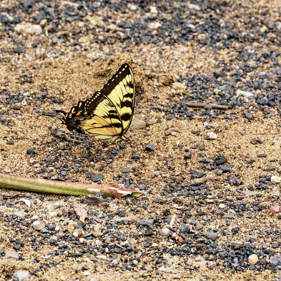 Swallowtail Butterfly 2 Photograph by Steve Harrington
