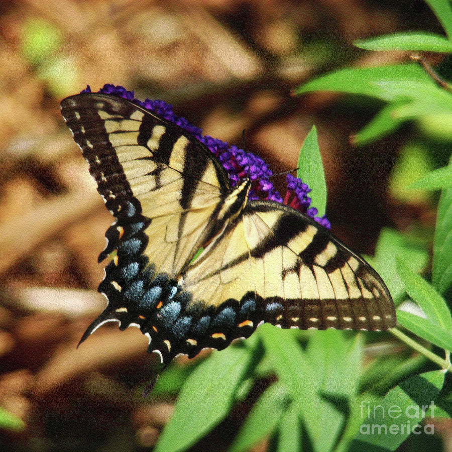 Butterfly Photograph - Swallowtail Butterfly 2 by Sue Melvin