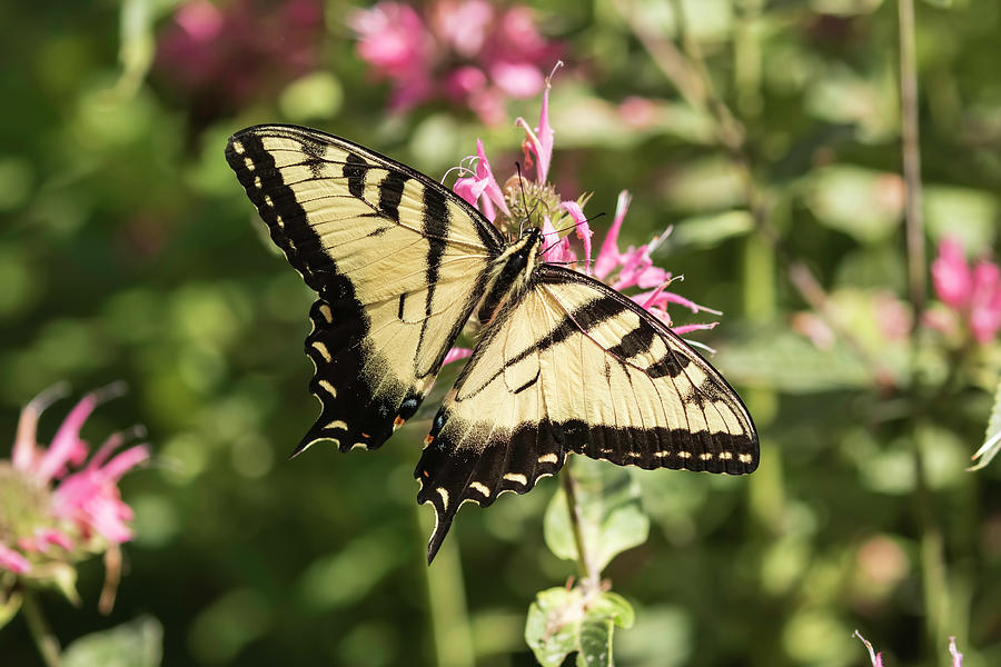 Swallowtail Butterfly 2016-1 Photograph by Thomas Young