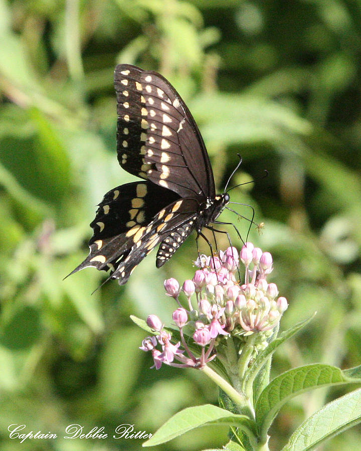 Swallowtail Butterfly 3 Photograph by Captain Debbie Ritter