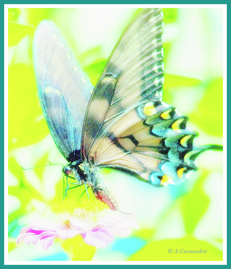 Swallowtail Butterfly Digital Art by A Macarthur Gurmankin