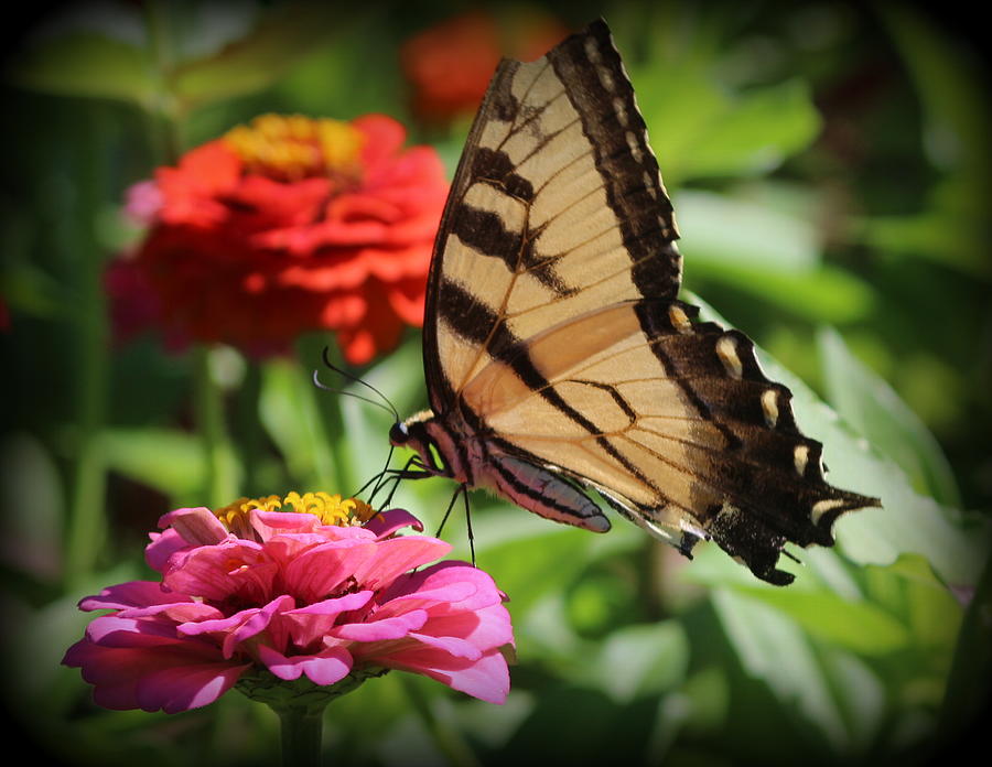 Swallowtail Butterfly and Colorful Zinnias Photograph by Dora Sofia Caputo