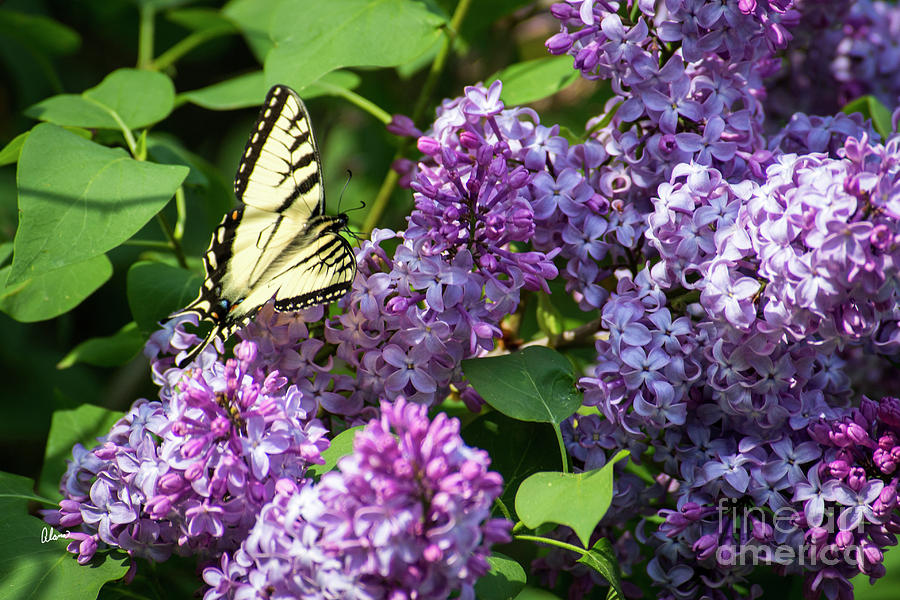 Butterfly Photograph - Swallowtail Butterfly and Lilac by Alana Ranney