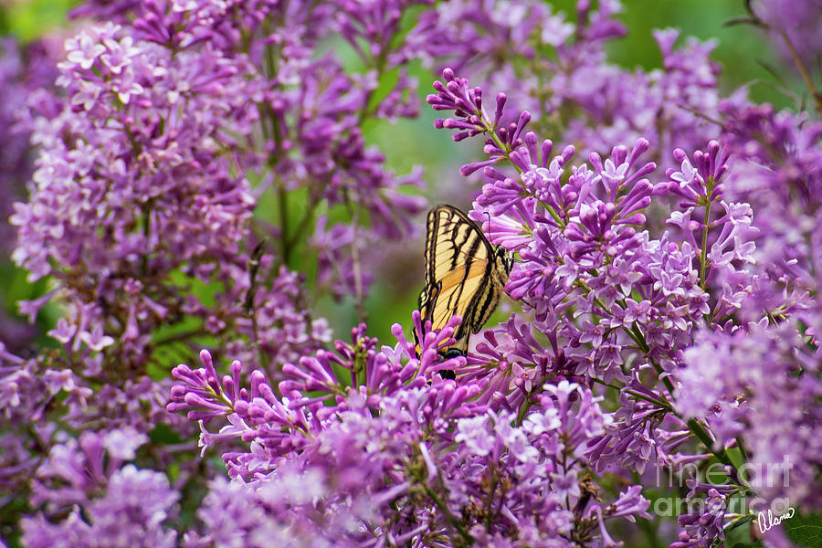 Swallowtail Butterfly and Lilacs Photograph by Alana Ranney